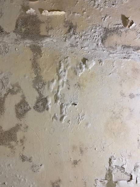 Mystic Island, NJ Mold Remediation Company