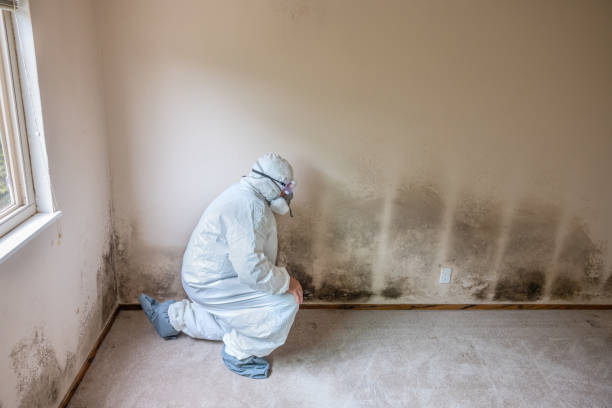Best DIY Mold Remediation Support Services in Mystic Island, NJ