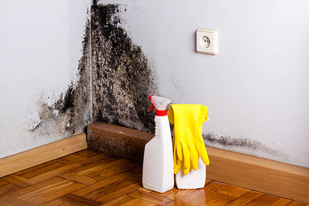 Best Basement Mold Remediation in Mystic Island, NJ