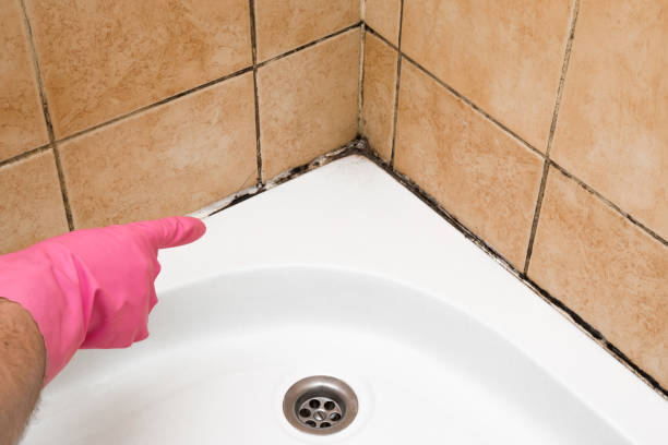 Best Kitchen Mold Remediation in Mystic Island, NJ